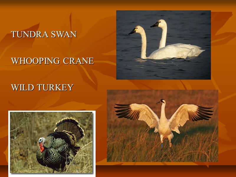 TUNDRA SWAN   WHOOPING CRANE   WILD TURKEY